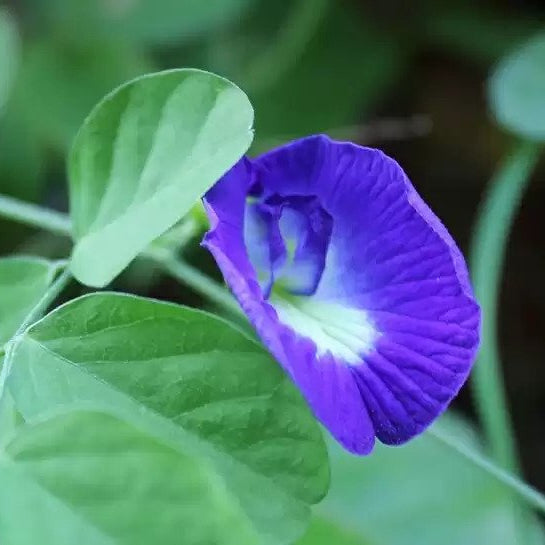 APARAJITA or THE BUTTERFLY PEA ITS MYTHOLOGICAL IMPORTANCE